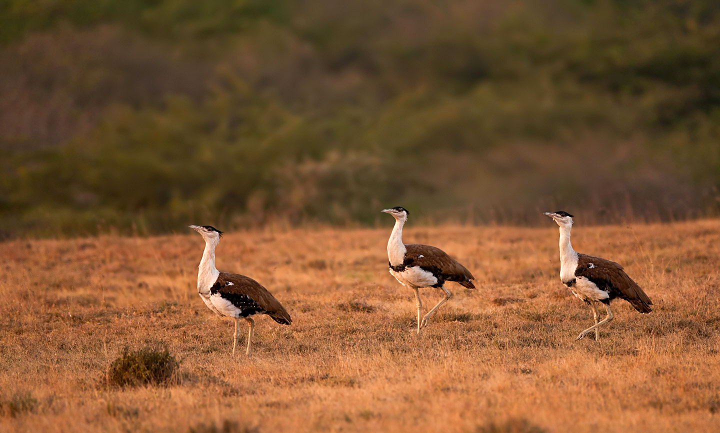 ઘોરાડ પક્ષી